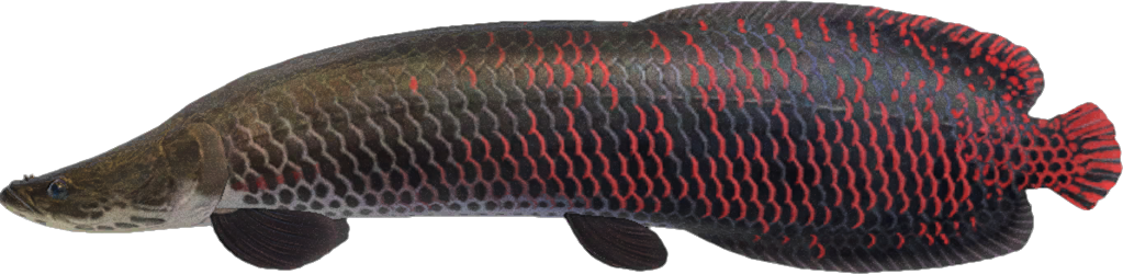 Arapaima Animal Crossing New Horizons | ACNH Critter - Nookmall