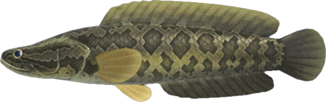 Giant Snakehead Animal Crossing New Horizons | ACNH Critter - Nookmall
