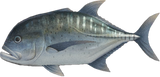 Giant Trevally Animal Crossing New Horizons | ACNH Critter - Nookmall