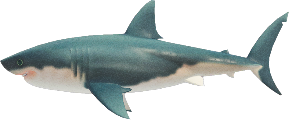Great White Shark Animal Crossing New Horizons | ACNH Critter - Nookmall