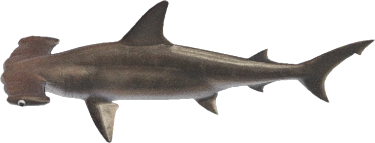 Hammerhead Shark Animal Crossing New Horizons | ACNH Critter - Nookmall