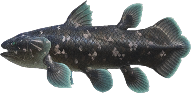 Coelacanth Animal Crossing New Horizons | ACNH Critter - Nookmall