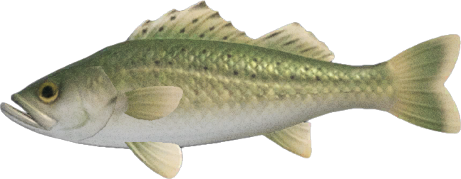 Sea Bass Animal Crossing New Horizons | ACNH Critter - Nookmall