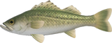 Sea Bass Animal Crossing New Horizons | ACNH Critter - Nookmall