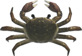 Mitten Crab Animal Crossing New Horizons | ACNH Critter - Nookmall