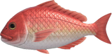 Red Snapper Animal Crossing New Horizons | ACNH Critter - Nookmall