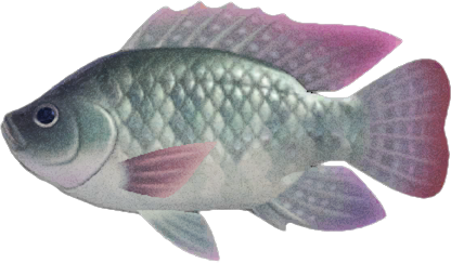 Tilapia Animal Crossing New Horizons | ACNH Critter - Nookmall