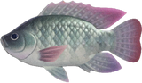 Tilapia Animal Crossing New Horizons | ACNH Critter - Nookmall
