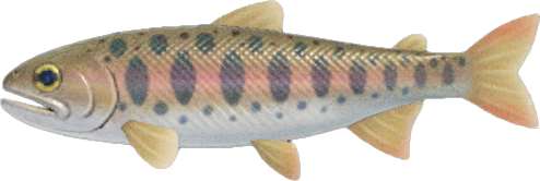 Cherry Salmon Animal Crossing New Horizons | ACNH Critter - Nookmall
