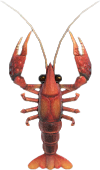 Crawfish Animal Crossing New Horizons | ACNH Critter - Nookmall