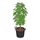 Schefflera Animal Crossing New Horizons | ACNH Critter - Nookmall