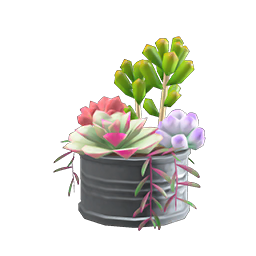 Succulent Plant DIY Recipe