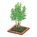 Evergreen Ash Animal Crossing New Horizons | ACNH Critter - Nookmall