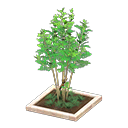 Evergreen Ash Animal Crossing New Horizons | ACNH Critter - Nookmall