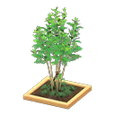 Evergreen Ash Animal Crossing New Horizons | ACNH Critter - Nookmall