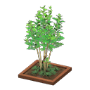 Evergreen Ash Animal Crossing New Horizons | ACNH Critter - Nookmall