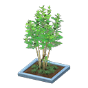 Evergreen Ash Animal Crossing New Horizons | ACNH Critter - Nookmall