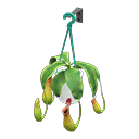 Pitcher Plant