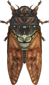 Brown Cicada Animal Crossing New Horizons | ACNH Critter - Nookmall