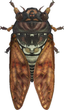 Brown Cicada Animal Crossing New Horizons | ACNH Critter - Nookmall
