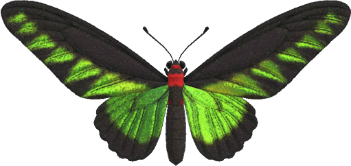 Rajah Brooke's Birdwing Animal Crossing New Horizons | ACNH Critter - Nookmall