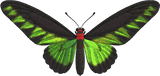 Rajah Brooke's Birdwing Animal Crossing New Horizons | ACNH Critter - Nookmall