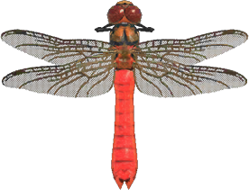 Red Dragonfly Animal Crossing New Horizons | ACNH Critter - Nookmall