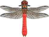 Red Dragonfly Animal Crossing New Horizons | ACNH Critter - Nookmall
