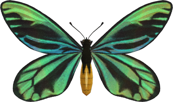 Queen Alexandra's Birdwing Animal Crossing New Horizons | ACNH Critter - Nookmall