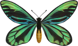 Queen Alexandra's Birdwing Animal Crossing New Horizons | ACNH Critter - Nookmall