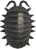 Pill Bug Animal Crossing New Horizons | ACNH Critter - Nookmall