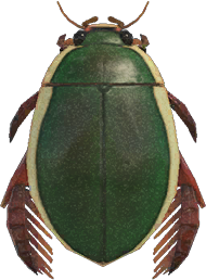 Diving Beetle Animal Crossing New Horizons | ACNH Critter - Nookmall