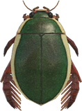 Diving Beetle Animal Crossing New Horizons | ACNH Critter - Nookmall