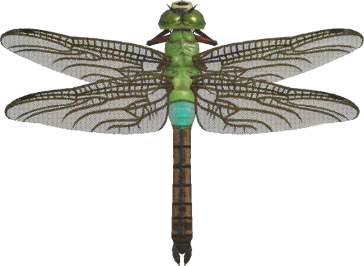Darner Dragonfly Animal Crossing New Horizons | ACNH Critter - Nookmall