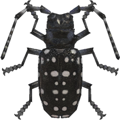 Citrus Long-Horned Beetle Animal Crossing New Horizons | ACNH Critter - Nookmall