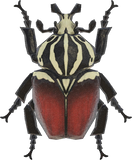 Goliath Beetle Animal Crossing New Horizons | ACNH Critter - Nookmall