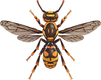 Wasp Animal Crossing New Horizons | ACNH Critter - Nookmall