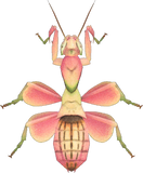 Orchid Mantis Animal Crossing New Horizons | ACNH Critter - Nookmall