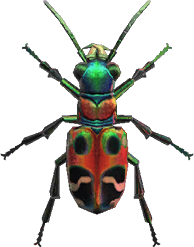 Tiger Beetle Animal Crossing New Horizons | ACNH Critter - Nookmall
