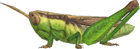 Rice Grasshopper Animal Crossing New Horizons | ACNH Critter - Nookmall