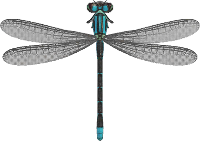 Damselfly Animal Crossing New Horizons | ACNH Critter - Nookmall