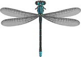Damselfly Animal Crossing New Horizons | ACNH Critter - Nookmall