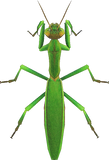 Mantis Animal Crossing New Horizons | ACNH Critter - Nookmall