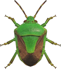 Stinkbug Animal Crossing New Horizons | ACNH Critter - Nookmall