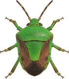 Stinkbug Animal Crossing New Horizons | ACNH Critter - Nookmall