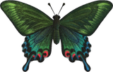 Peacock Butterfly Animal Crossing New Horizons | ACNH Critter - Nookmall