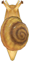 Snail Animal Crossing New Horizons | ACNH Critter - Nookmall