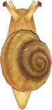 Snail Animal Crossing New Horizons | ACNH Critter - Nookmall