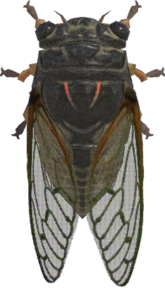 Giant Cicada Animal Crossing New Horizons | ACNH Critter - Nookmall