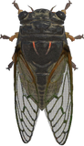 Giant Cicada Animal Crossing New Horizons | ACNH Critter - Nookmall